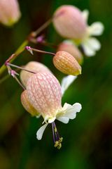 Silene vulgaris