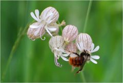 Silene vulgaris