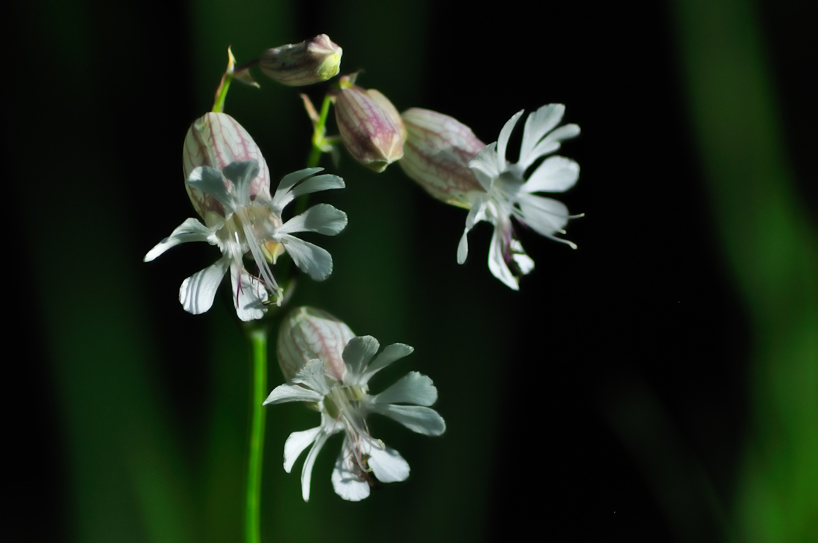 Silene vulgaris