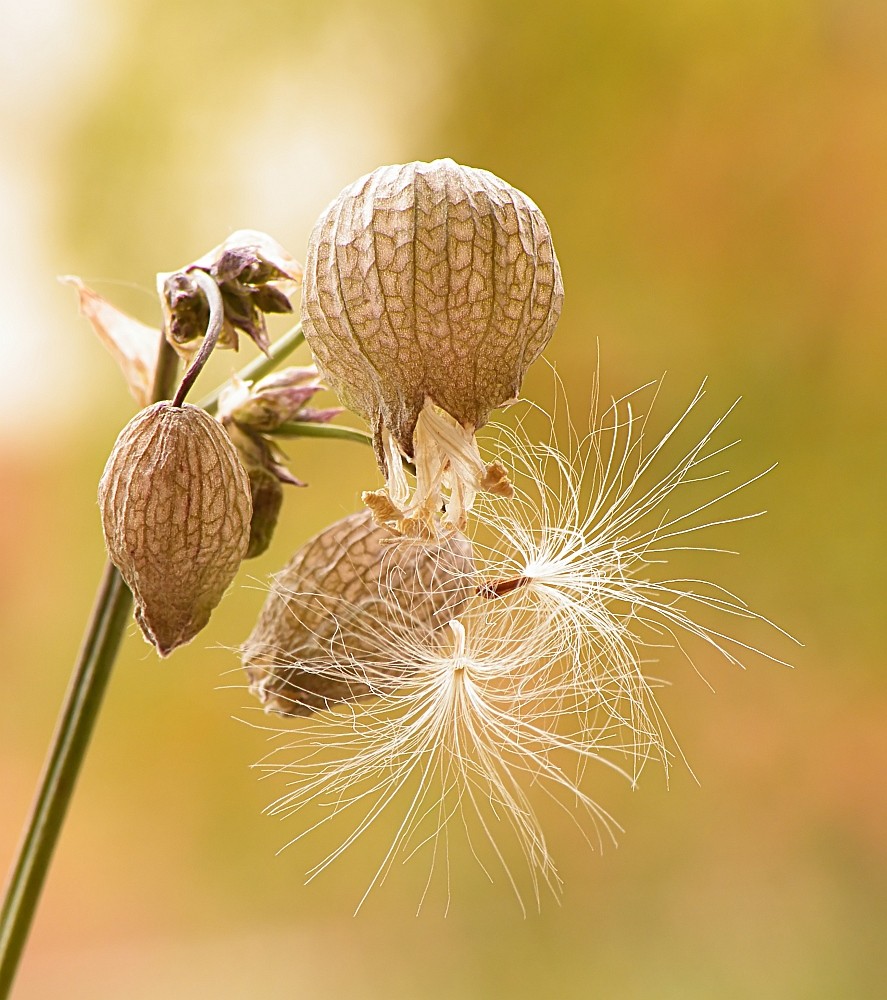 Silene vulgaris II