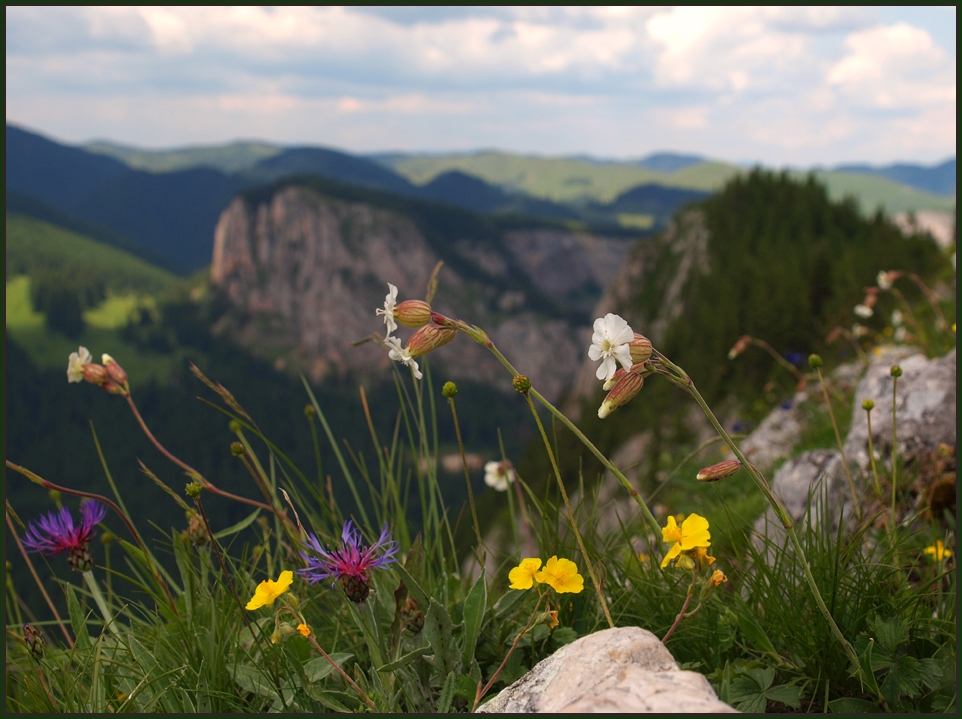 Silene zawadzkii – Zawadzki-Leimkraut