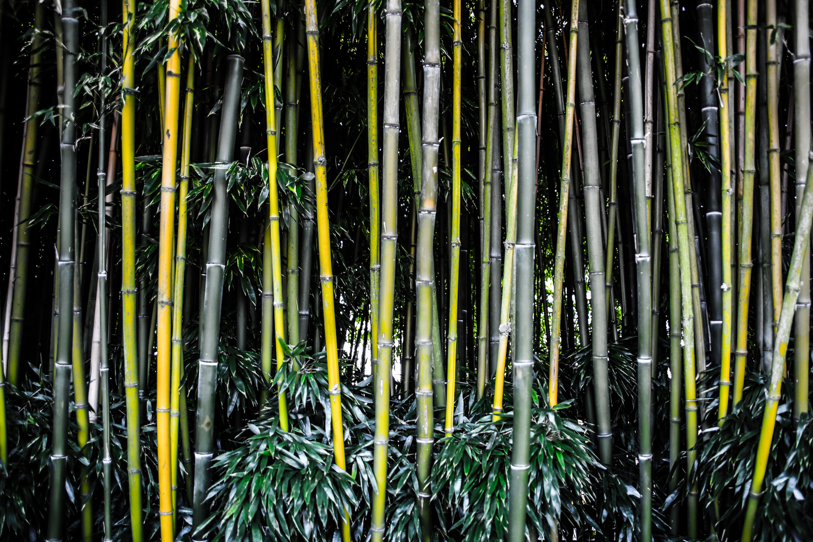 Silent Bamboo 