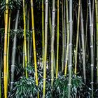 Silent Bamboo 