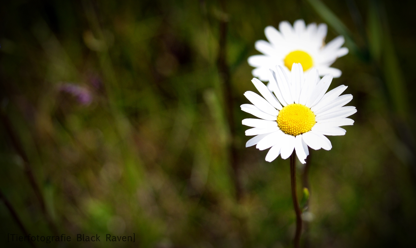 Silent beauty