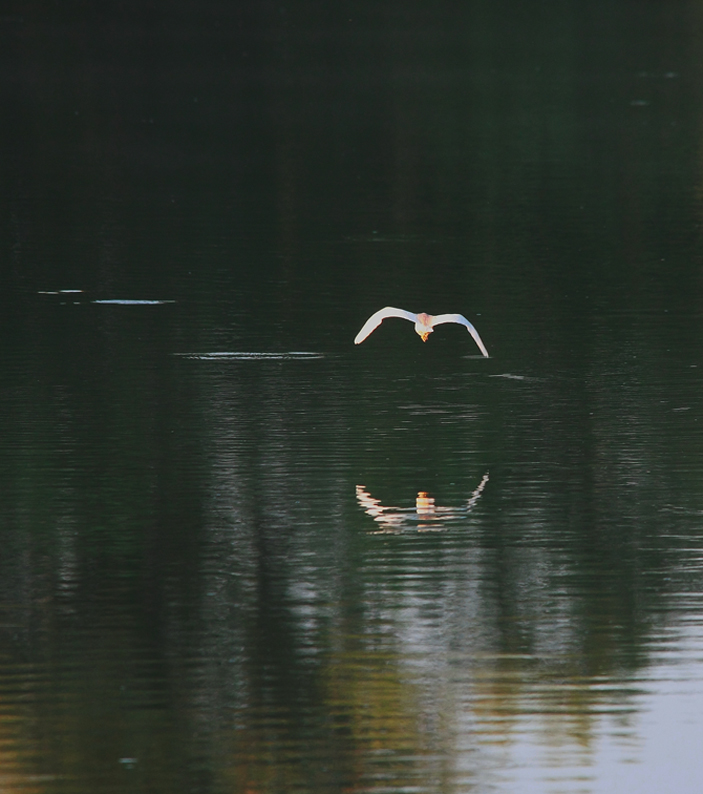 silent flight