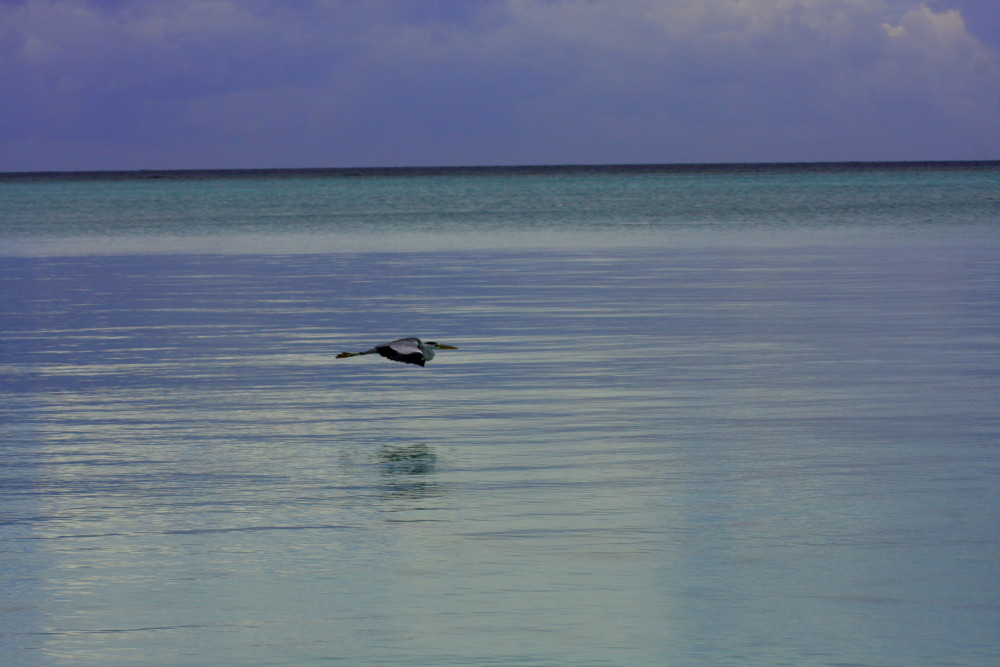 Silent flight. Peace.