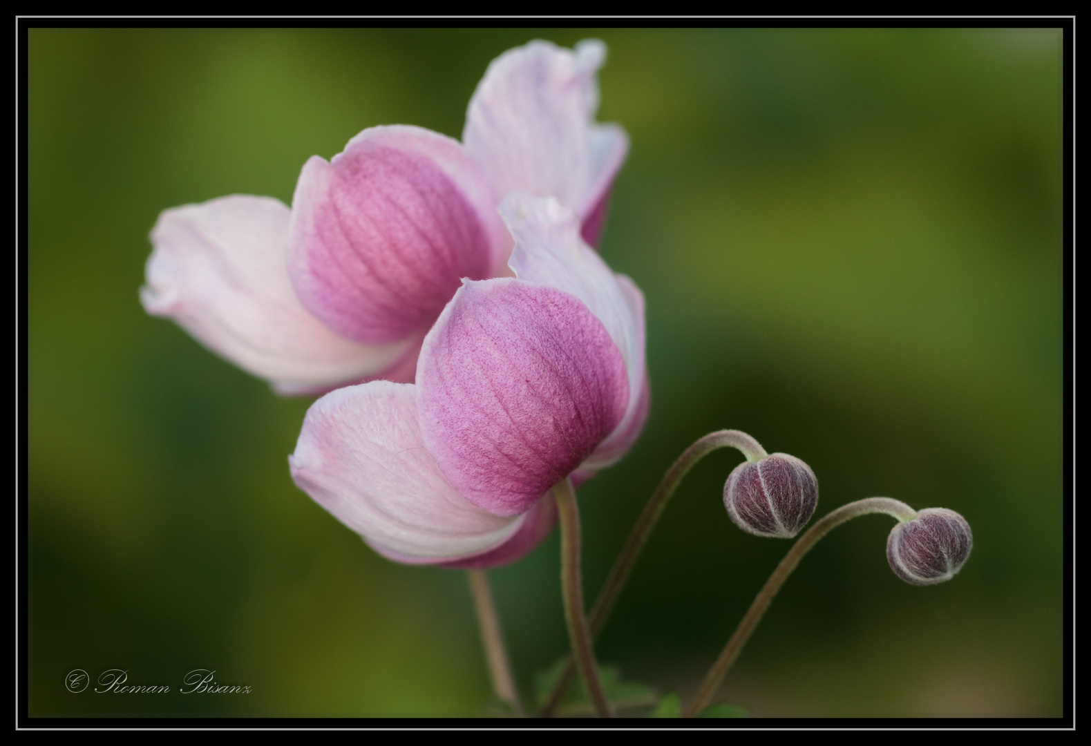 Silent Flowers