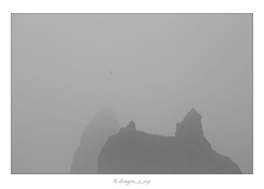 Silent Fog and Bird 