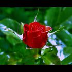 silent rose