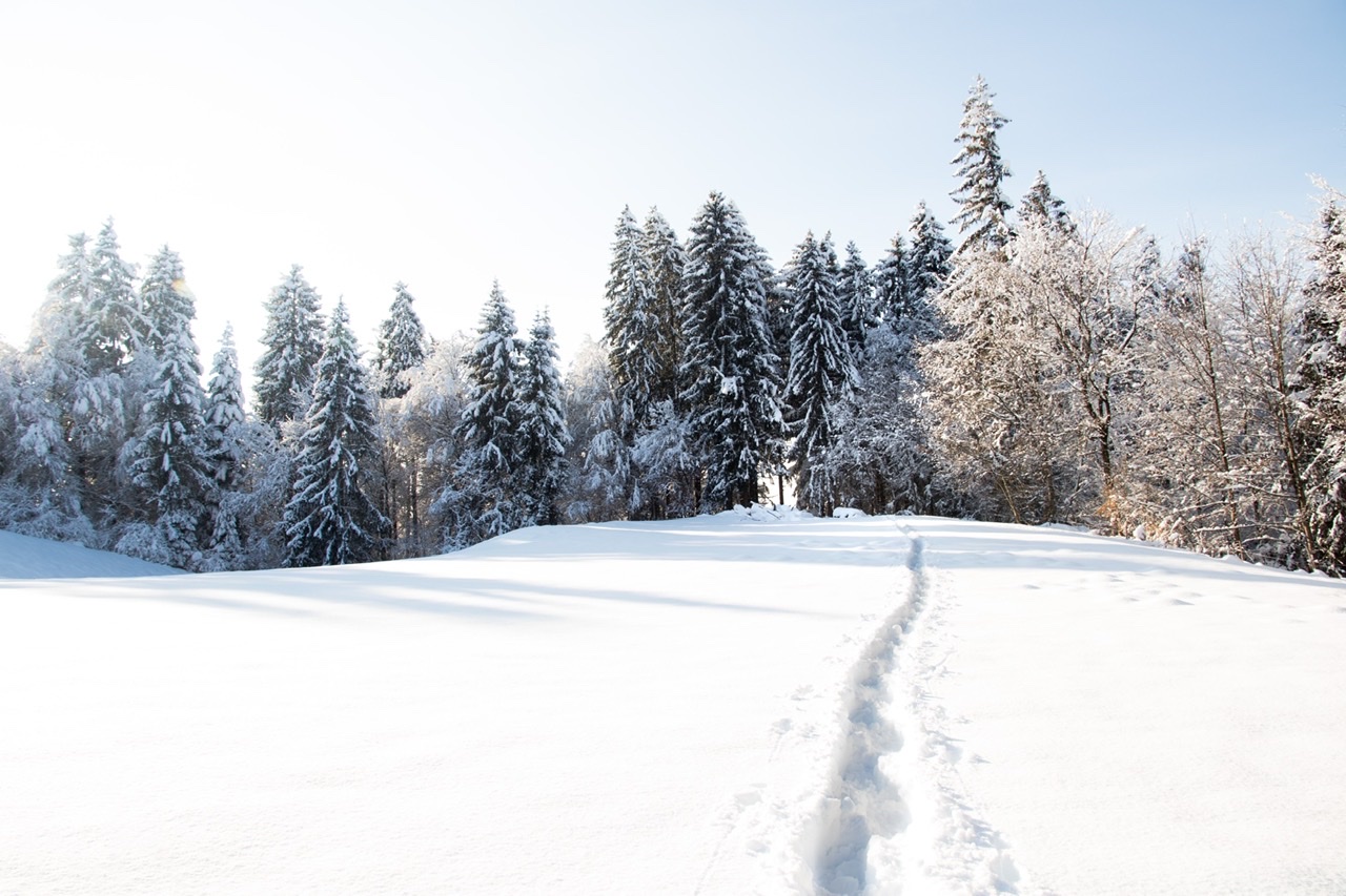 Silent snow day