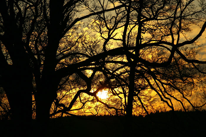 silent sunset in the forrest