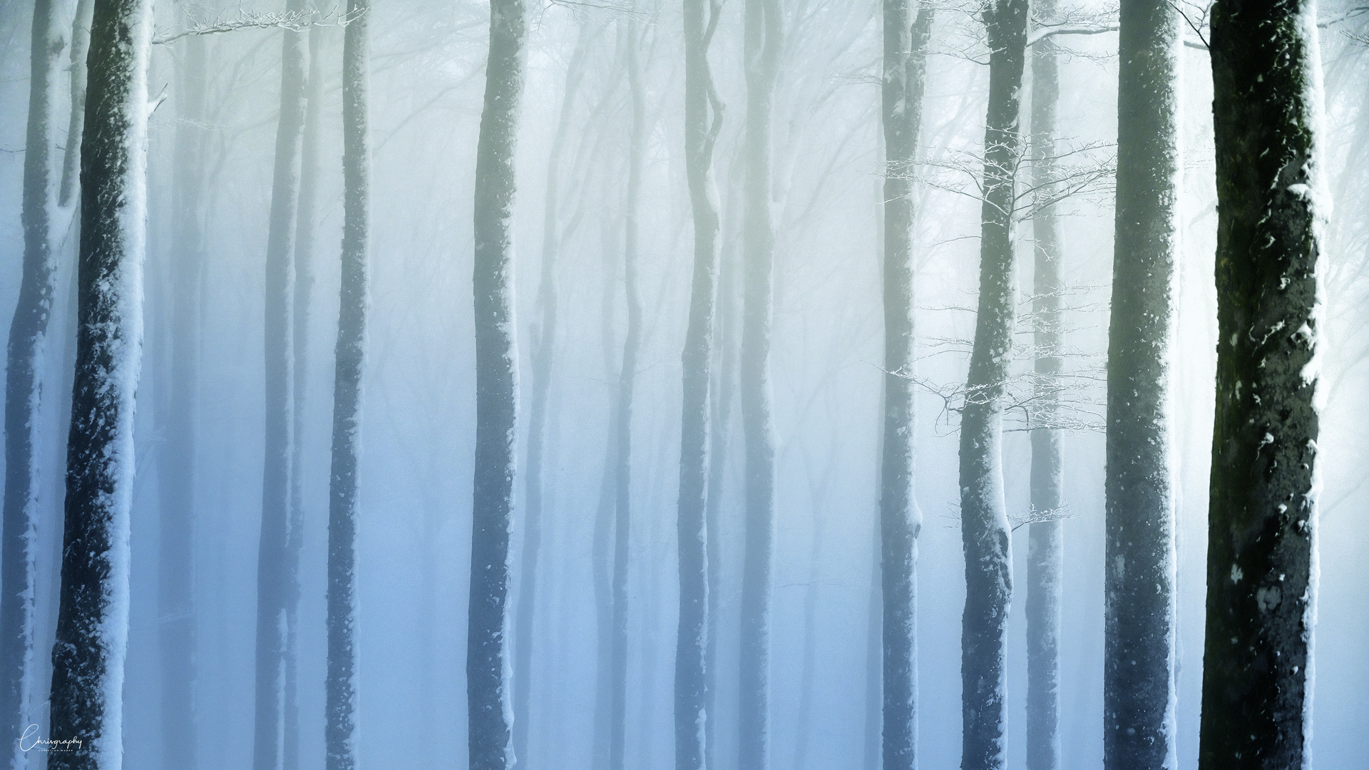 Silent Winter Forest