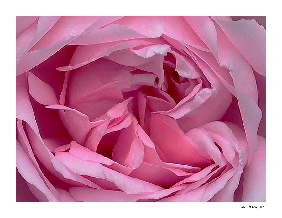 ... ~~~ SilentRose ~~~ ...