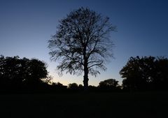 Silhouette