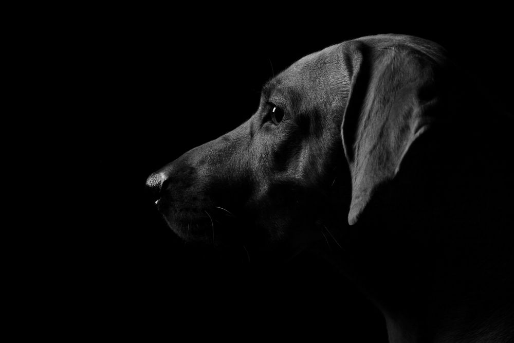 Silhouette Foto & Bild startseite, studio, indoor Bilder auf