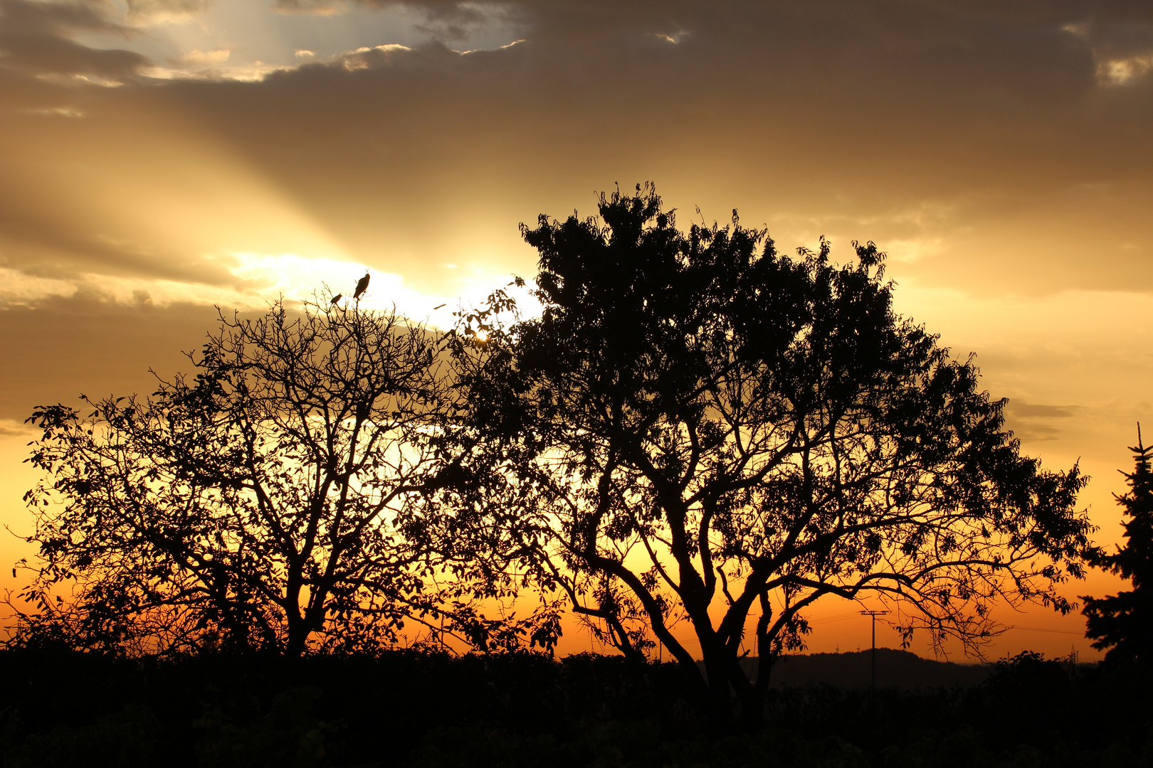 Silhouette