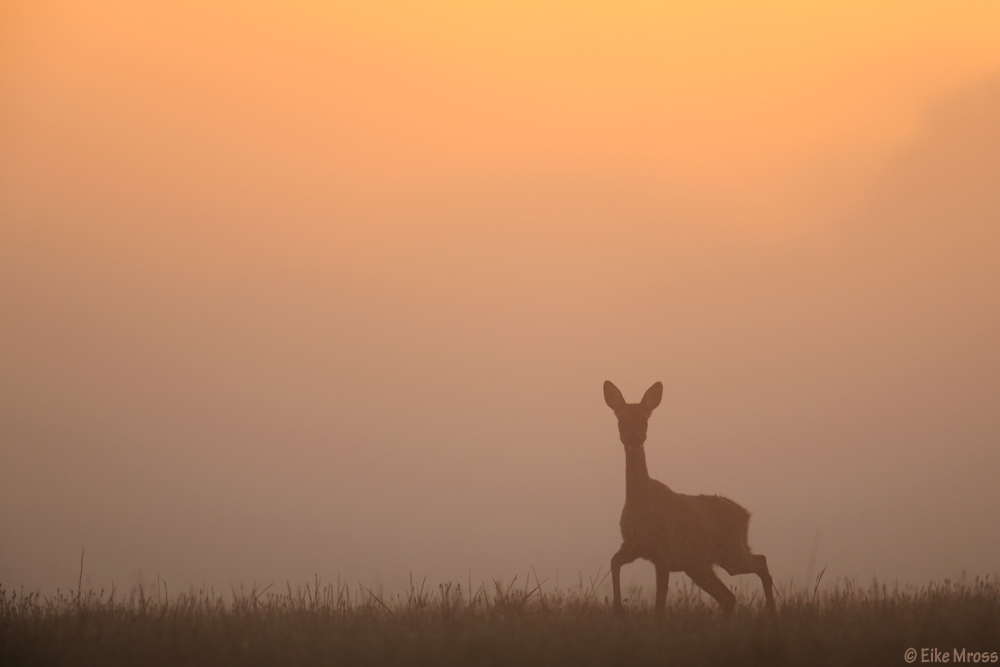 silhouette