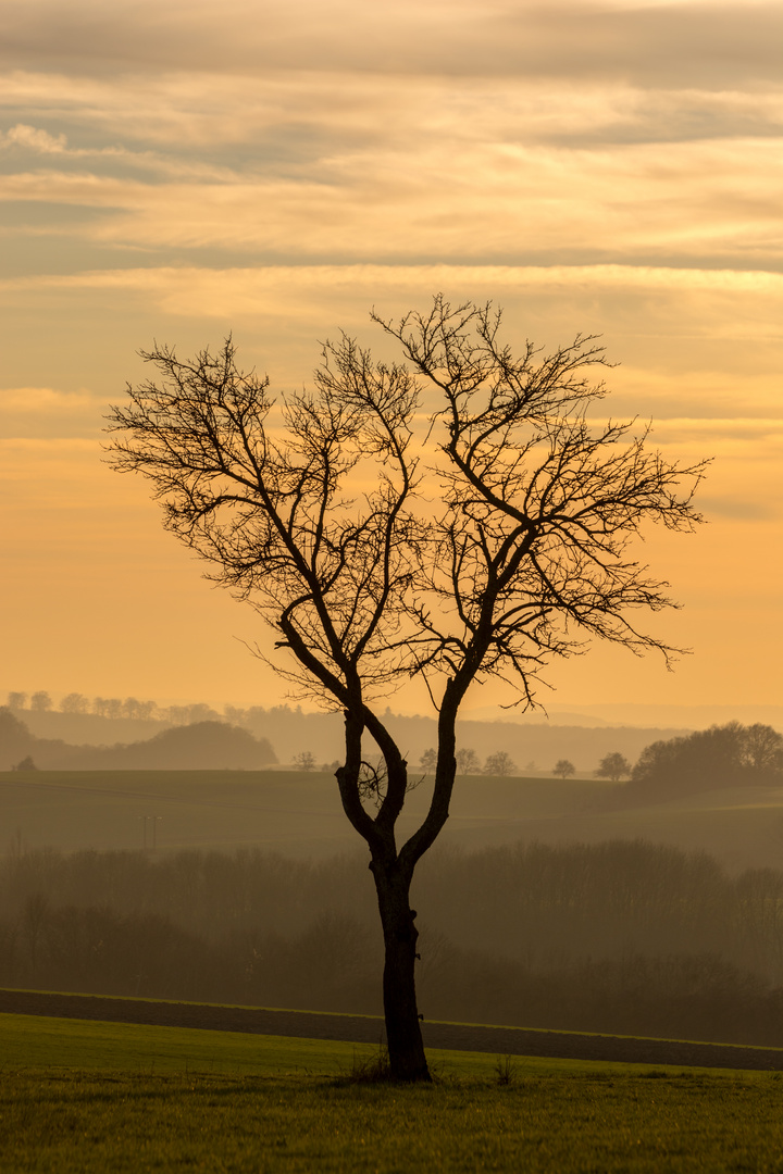 Silhouette