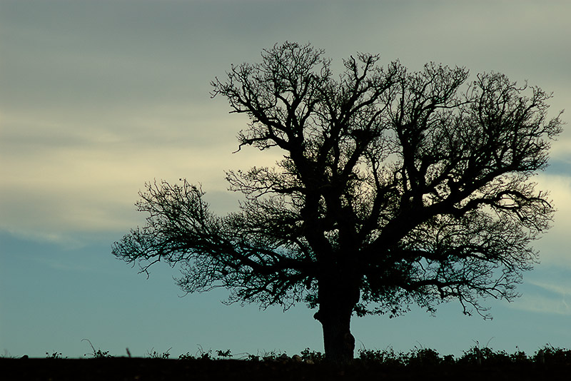 silhouette