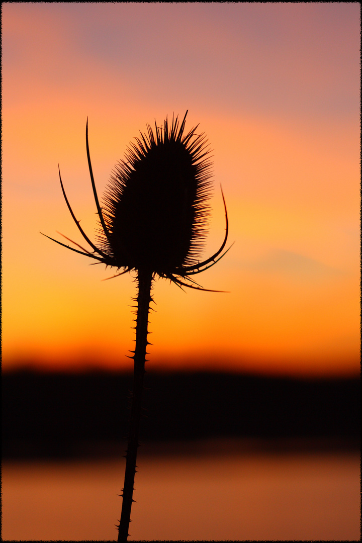 Silhouette