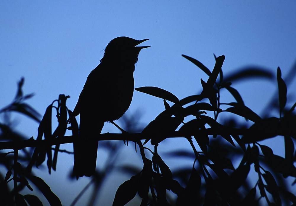 Silhouette