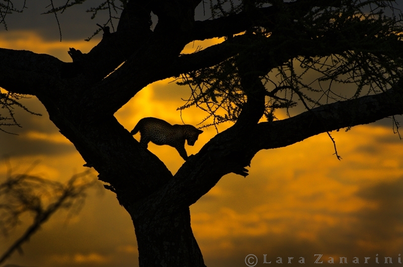 Silhouette al tramonto in tanzania (AFRICA)