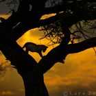 Silhouette al tramonto in tanzania (AFRICA)