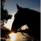 Silhouette am Silbersee