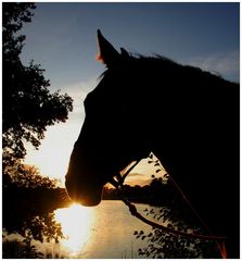 Silhouette am Silbersee