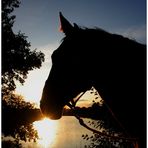 Silhouette am Silbersee