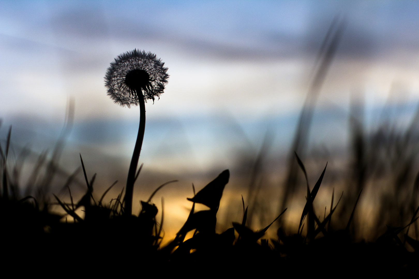 silhouette