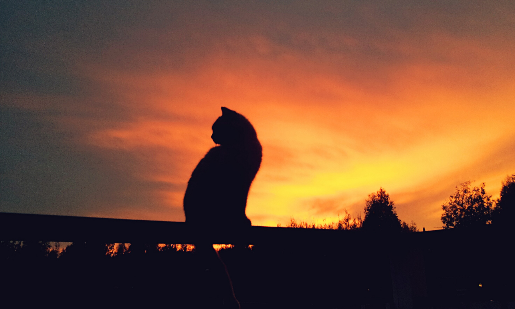 Silhouette cat