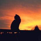 Silhouette cat