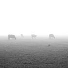 Silhouette der Rinder