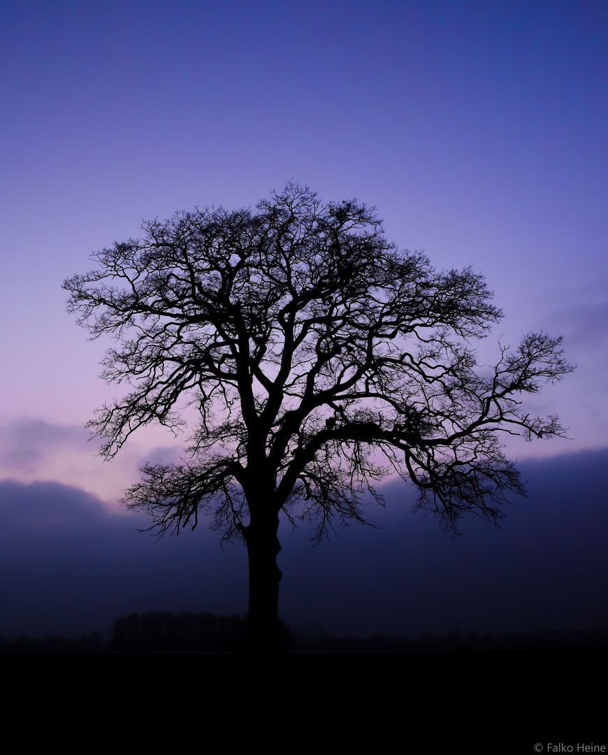 Silhouette 