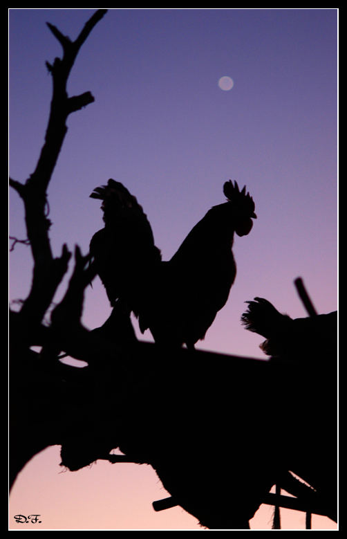 Silhouette di Gallo