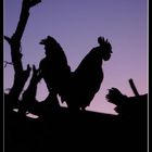 Silhouette di Gallo