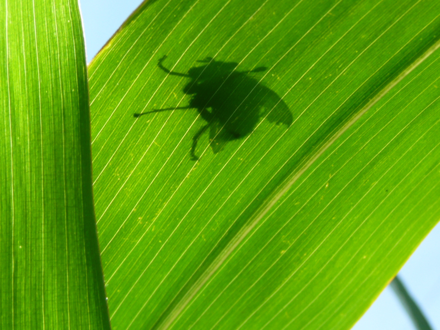 Silhouette einer Fliege