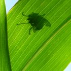 Silhouette einer Fliege