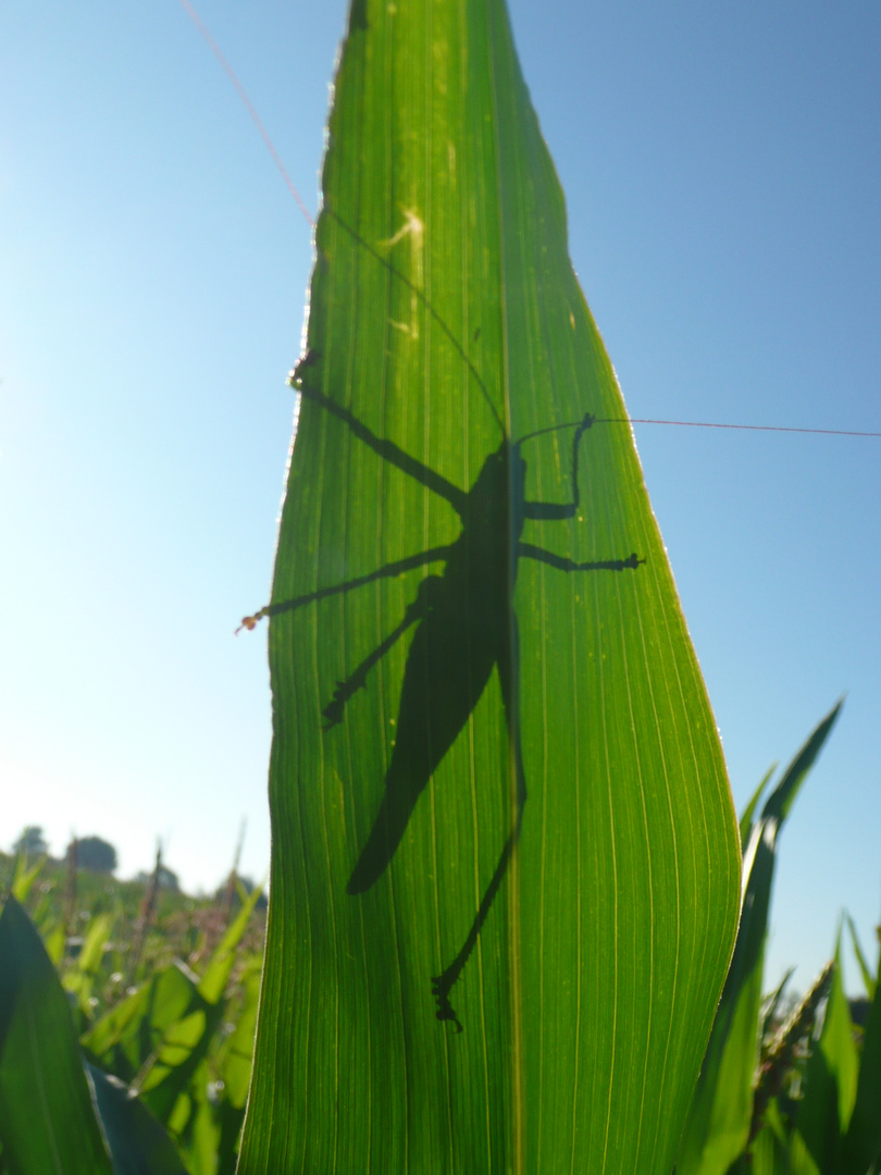 Silhouette einer Heuschrecke