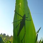 Silhouette einer Heuschrecke