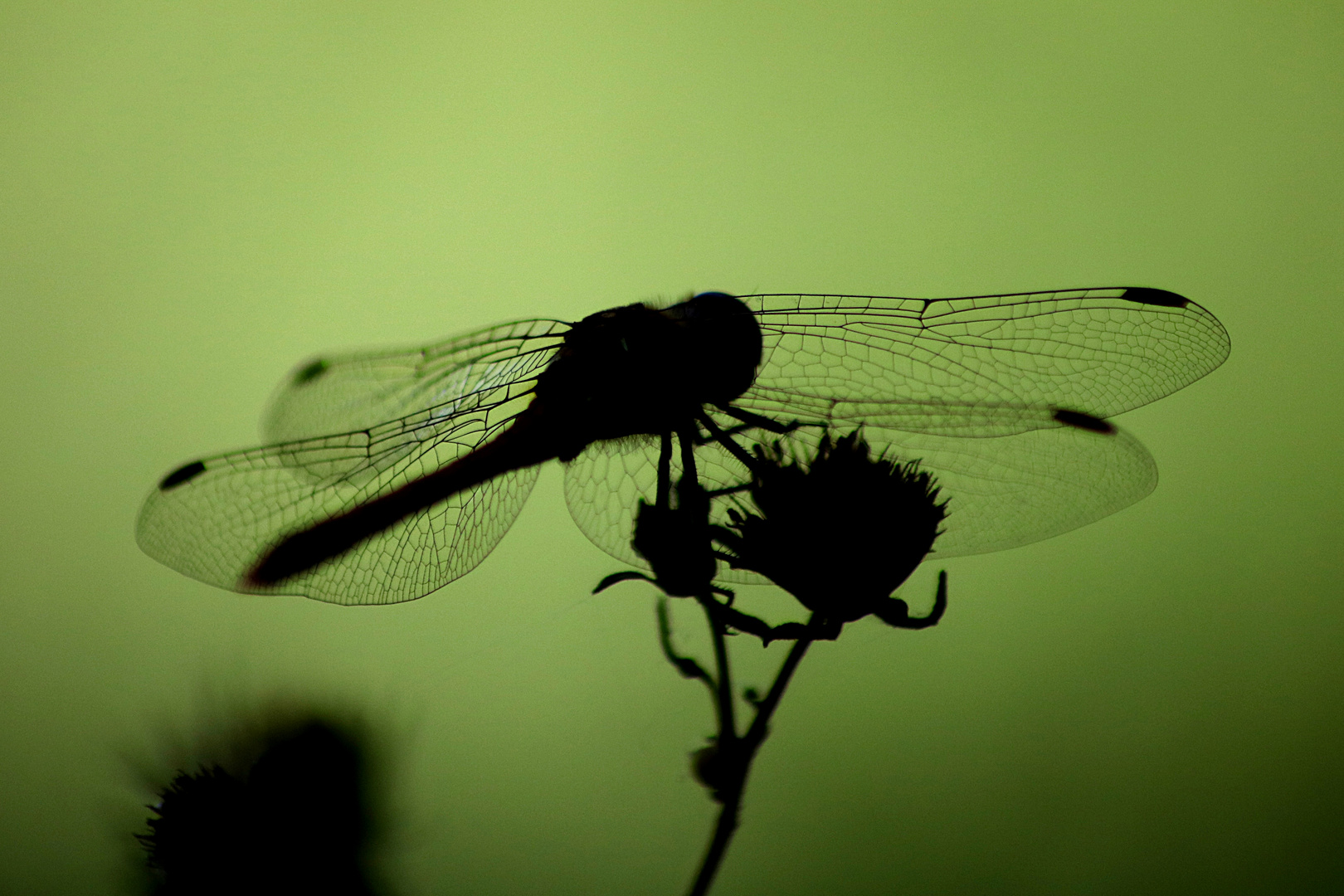 Silhouette einer Libelle