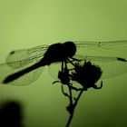 Silhouette einer Libelle