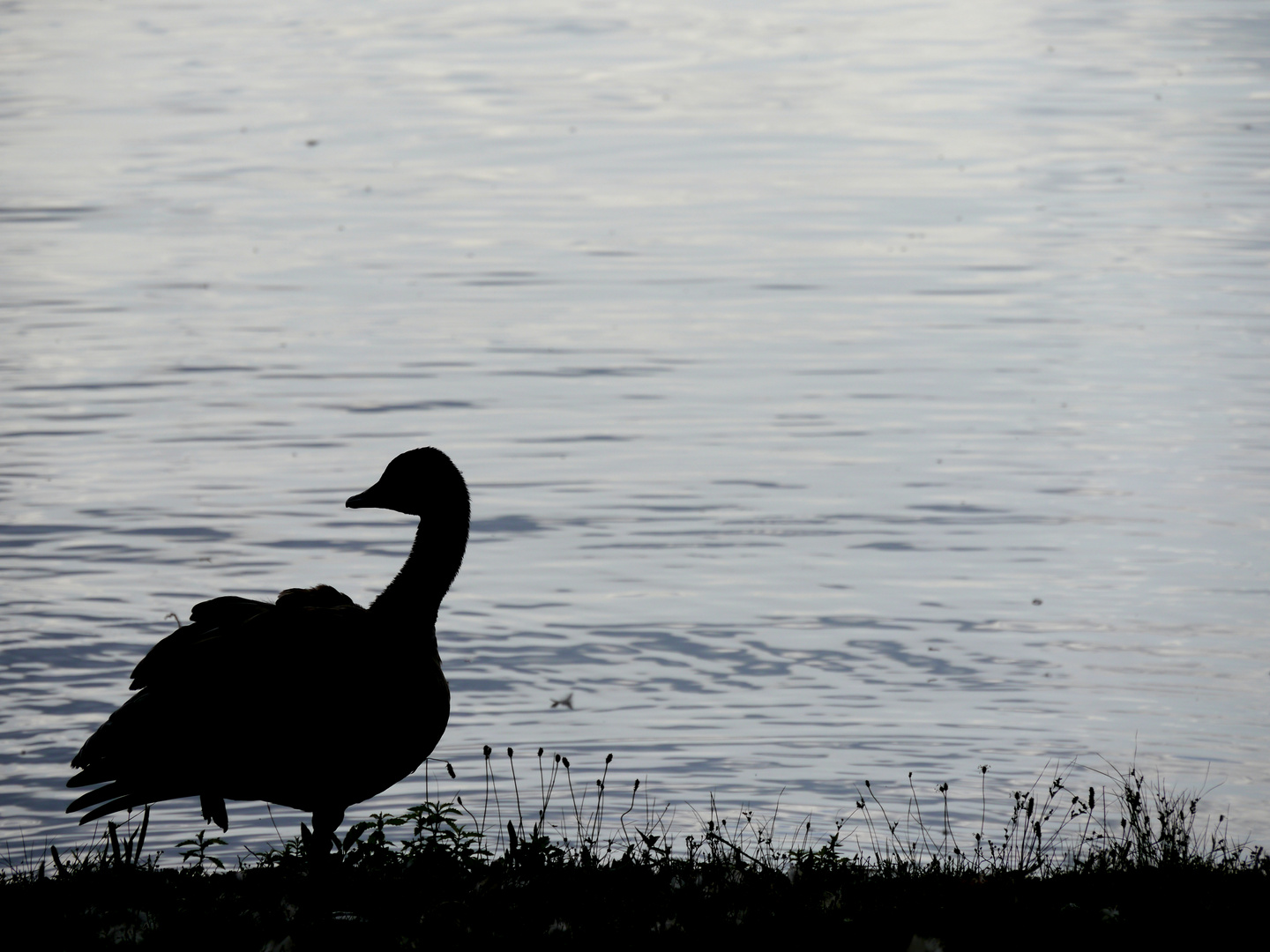 Silhouette einer Wildgans