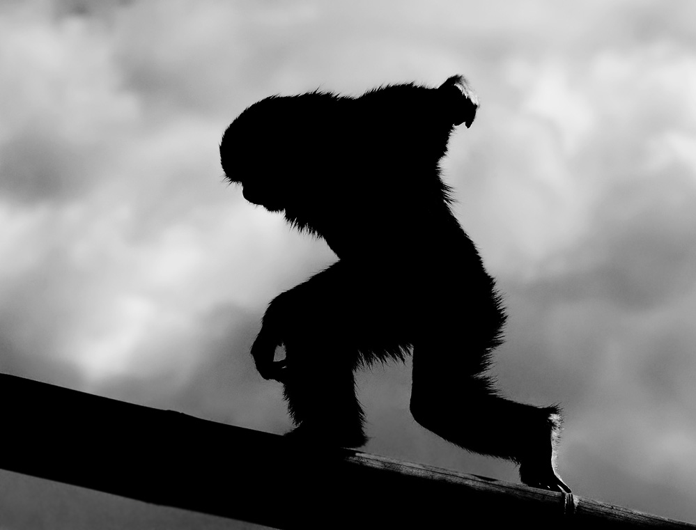 Silhouette eines Gibbons