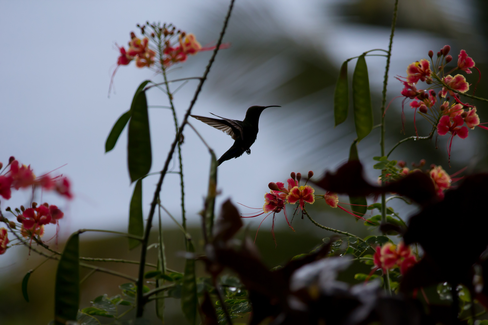 Silhouette eines Kolibris