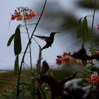 Silhouette eines Kolibris