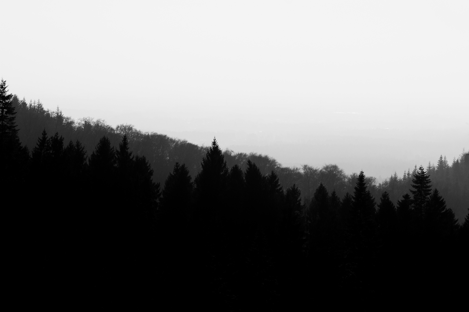 Silhouette eines Waldes