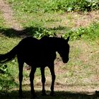 silhouette équine