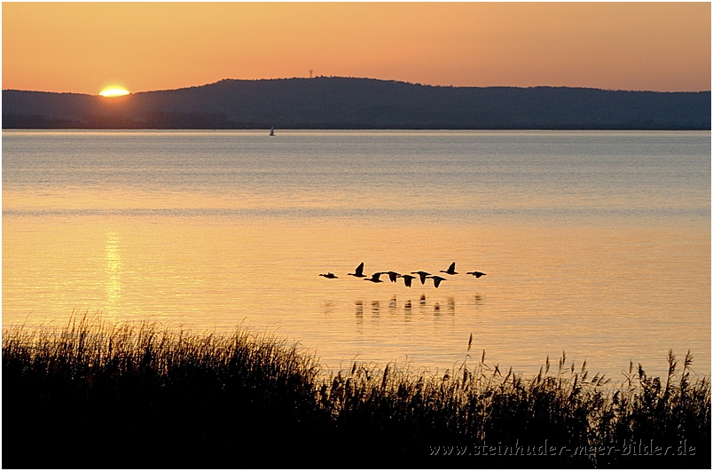 Silhouette fliegender Graugänse bei Sonnenuntergang im Ostenmeer am Steinhuder Meer